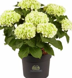Hortensia 21cm>Danblumen Sale