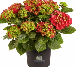 Hortensia 21cm>Danblumen Sale