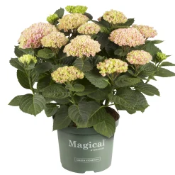 Hortensia Magical 23cm kruka>Danblumen New