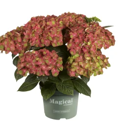 Hortensia Magical 23cm kruka><noscript><img width=