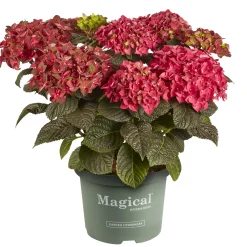 Hortensia Magical 23cm kruka><noscript><img width=