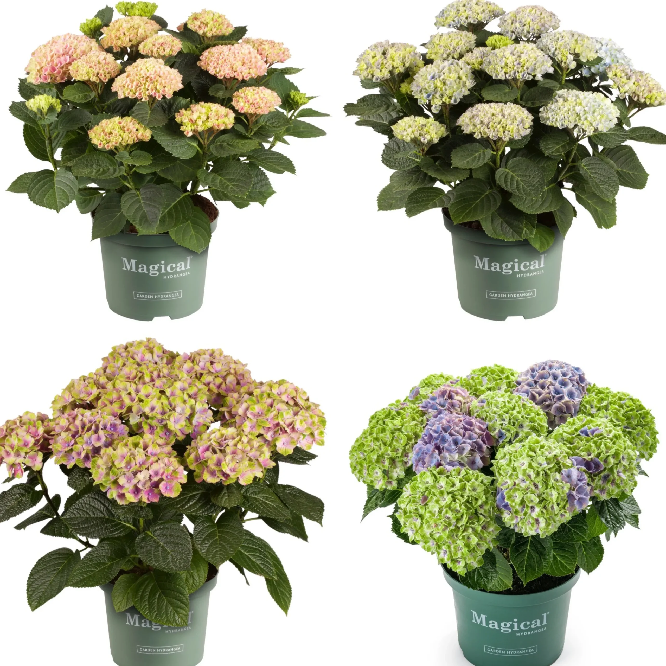 Hortensia Magical 23cm kruka>Danblumen New