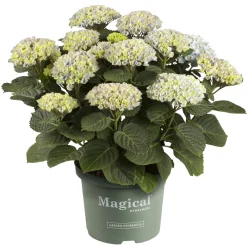 Hortensia Magical 23cm kruka><noscript><img width=