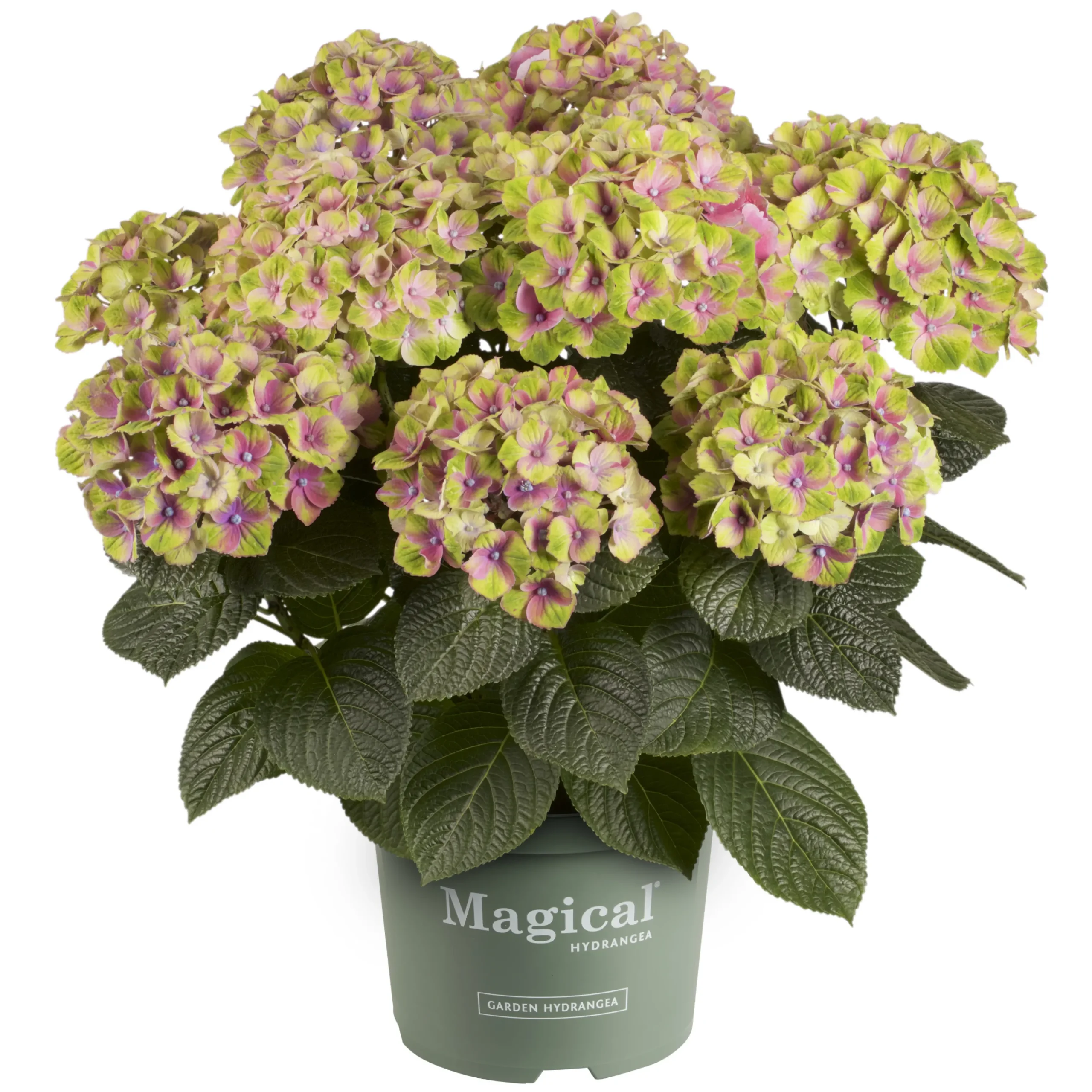 Hortensia Magical 23cm kruka>Danblumen New