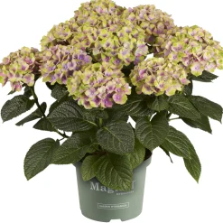 Hortensia Magical 23cm kruka><noscript><img width=