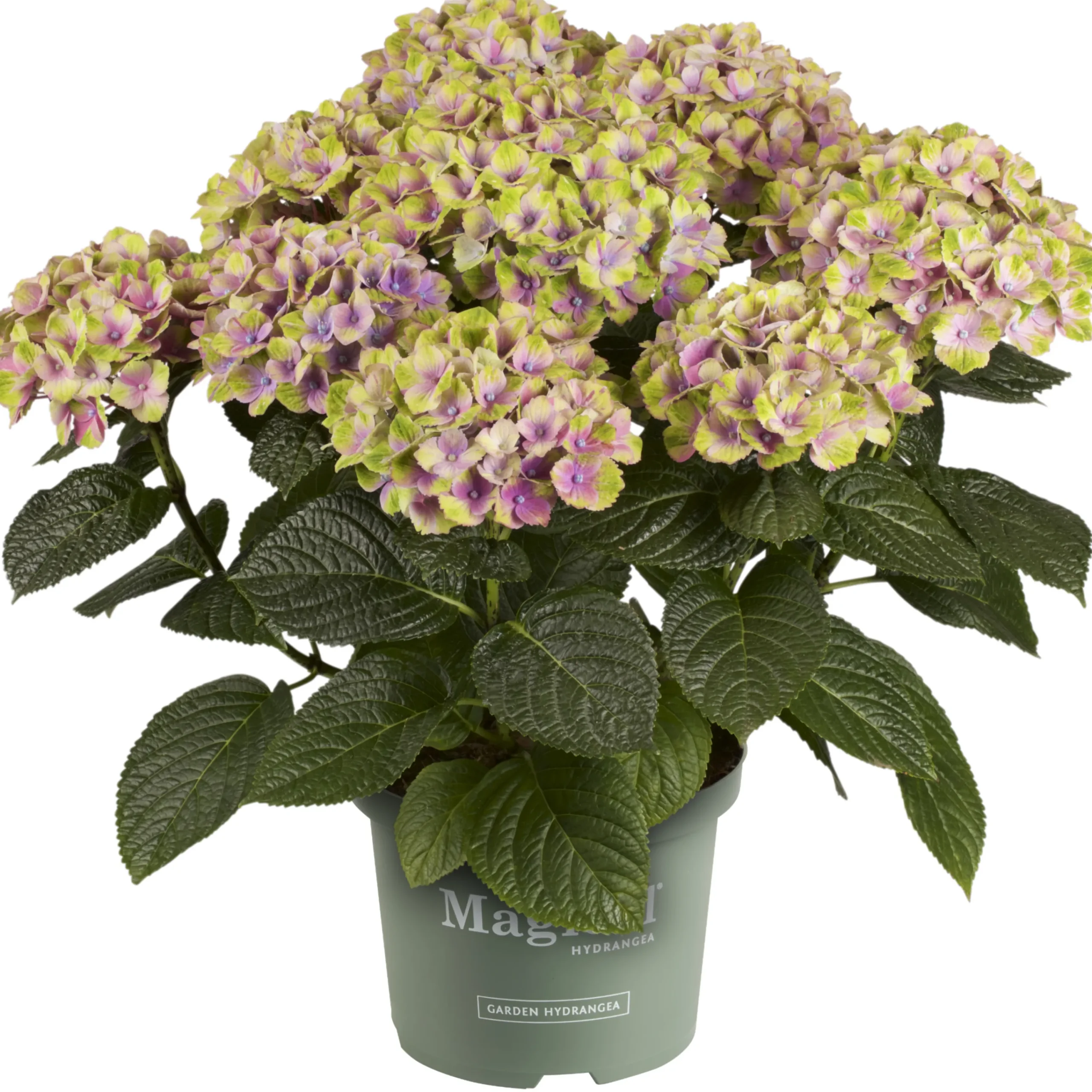 Hortensia Magical 23cm kruka>Danblumen New
