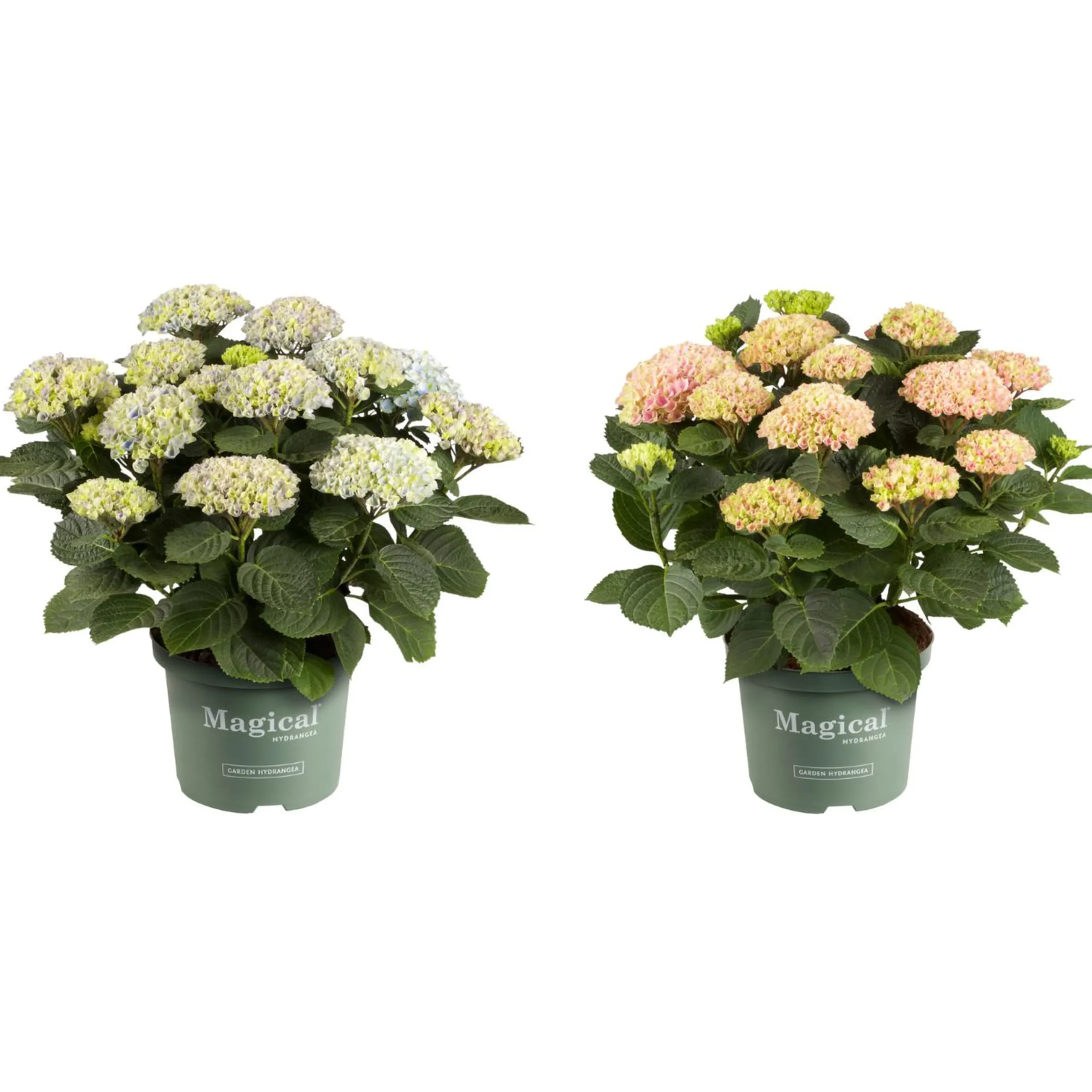Hortensia Magical 23cm kruka>Danblumen New