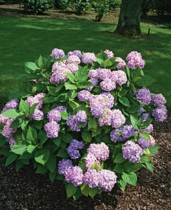 Hortensia 'Nikko Blue' Krukodlad>Omnia garden Online