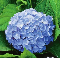 Hortensia 'Nikko Blue' Krukodlad>Omnia garden Online