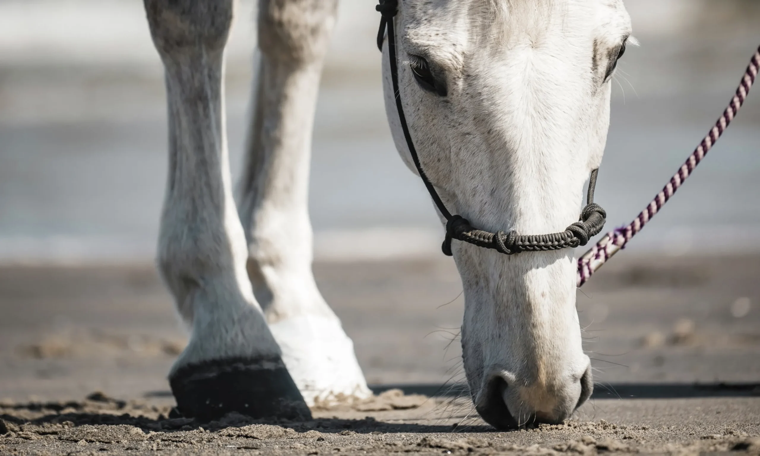 Hov- och Veterinärtejp Vit 18m>Outdoor tapes Online