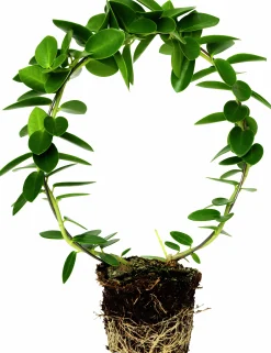 Hoya lat. Hoya australis På Båge>Mäster Grön Discount