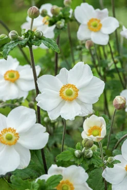 Höstanemon 'Honorine Jobert'>Omnia garden