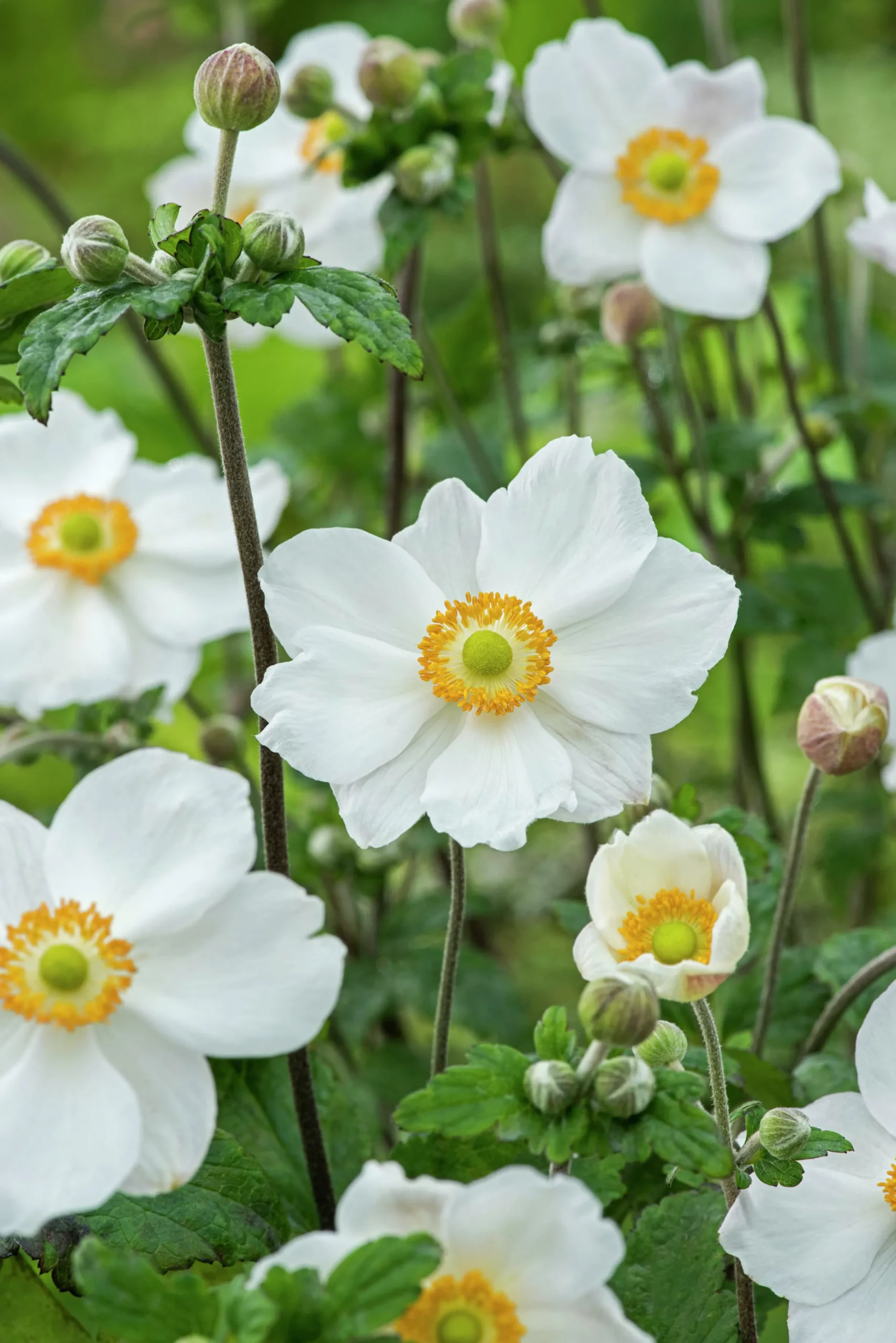Höstanemon 'Honorine Jobert'>Omnia garden