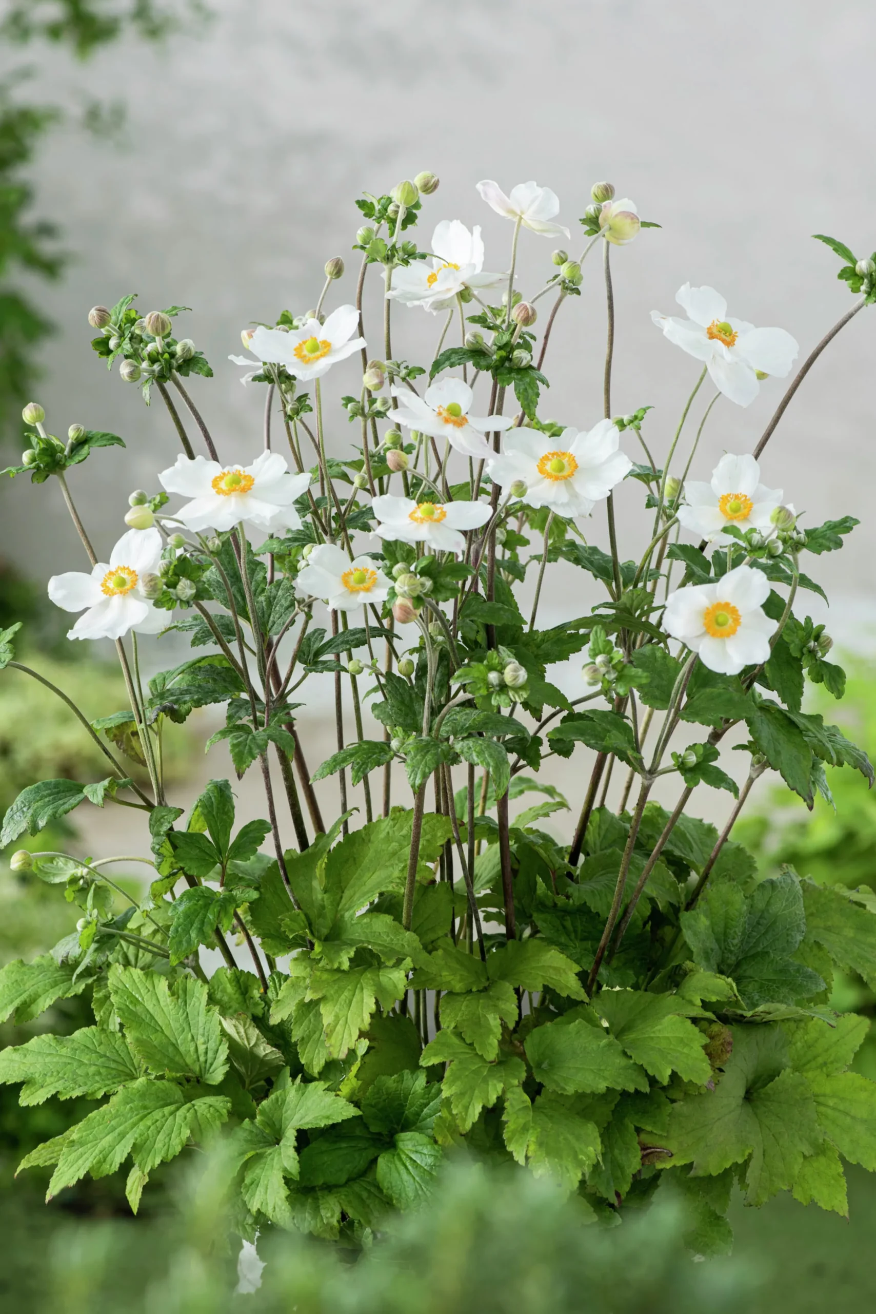 Höstanemon 'Honorine Jobert'>Omnia garden