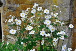 Höstanemon 'Honorine Jobert'><noscript><img width=
