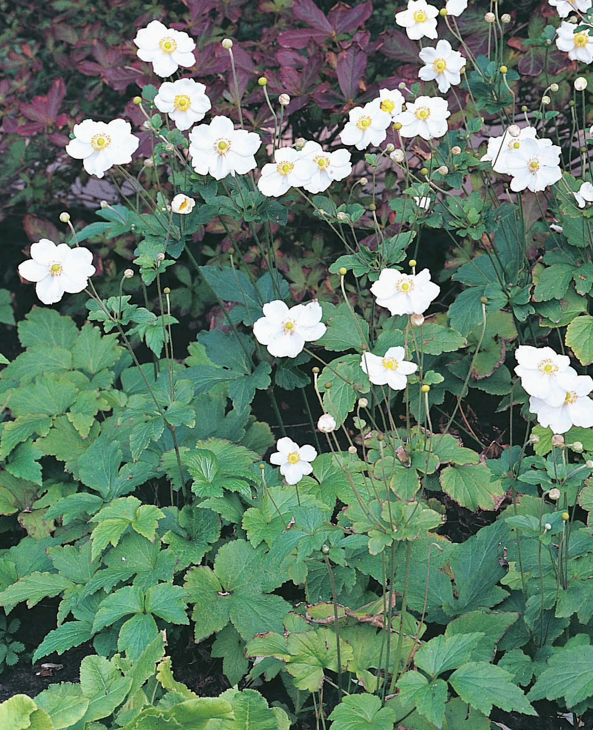 Höstanemon 'Honorine Jobert' 2L>Omnia garden