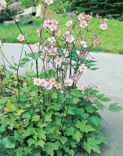 Höstanemon 'Königin Charlotte'>Omnia garden Clearance