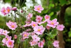 Höstanemon 'Robustissima'>Omnia garden Online