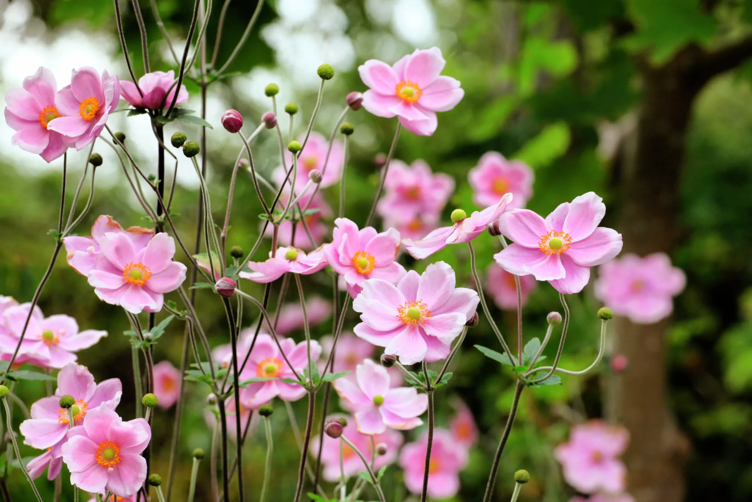 Höstanemon 'Robustissima'>Omnia garden Online