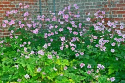Höstanemon 'Robustissima'><noscript><img width=