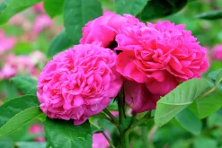 Höstdamascenerros 'Rose de Rescht' Barrotad>Omnia garden Sale
