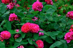 Höstdamascenerros 'Rose de Rescht' Barrotad>Omnia garden Sale