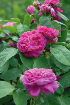 Höstdamascenerros 'Rose de Rescht' Barrotad><noscript><img width=