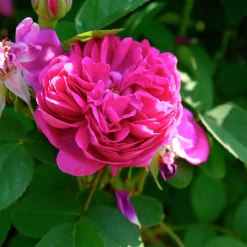 Höstdamascenerros 'Rose de Rescht' Barrotad><noscript><img width=