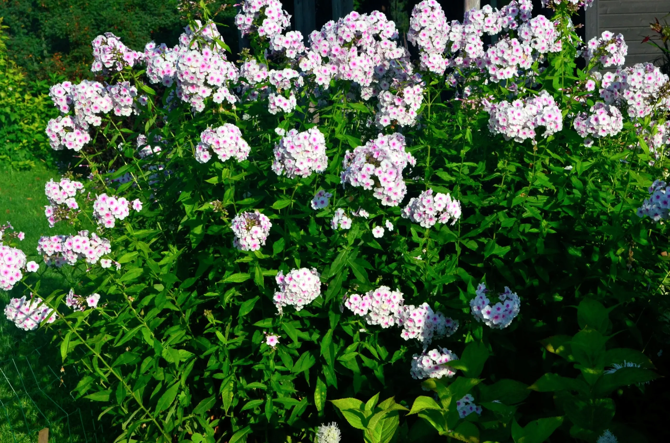 Höstflox 'Ingeborg från Nybro'>Omnia garden Online