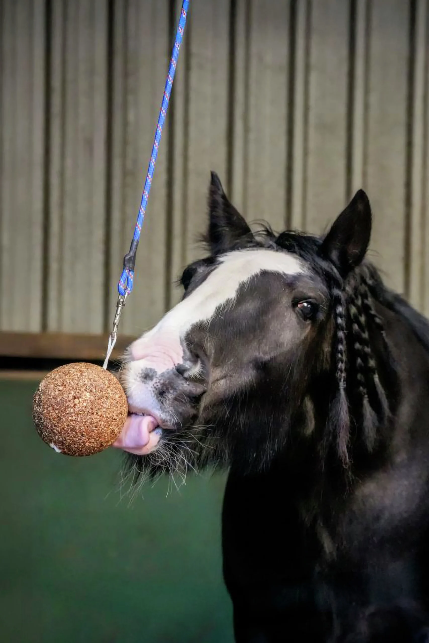 Hästgodis Stallboll Granolo Äpple 1,5kg>Likit Best