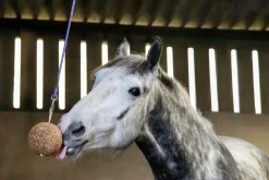 Hästgodis Stallboll Granolo Äpple 1,5kg>Likit Best