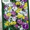 Höstlök Allium Mix>Nelson Garden Online