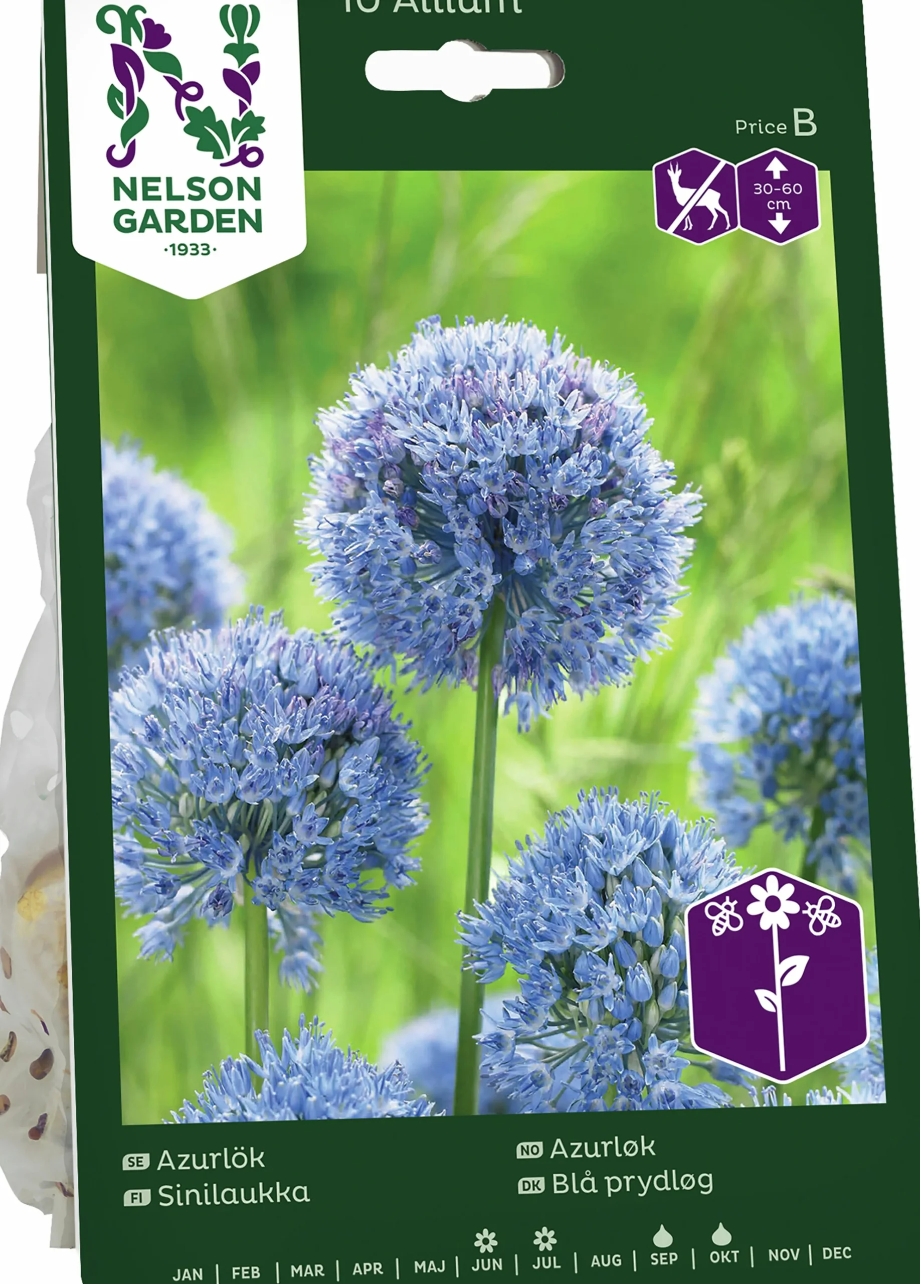 Höstlök Azurlök>Nelson Garden New