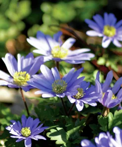 Höstlök Balkansippa Blue Shades>Nelson Garden Hot