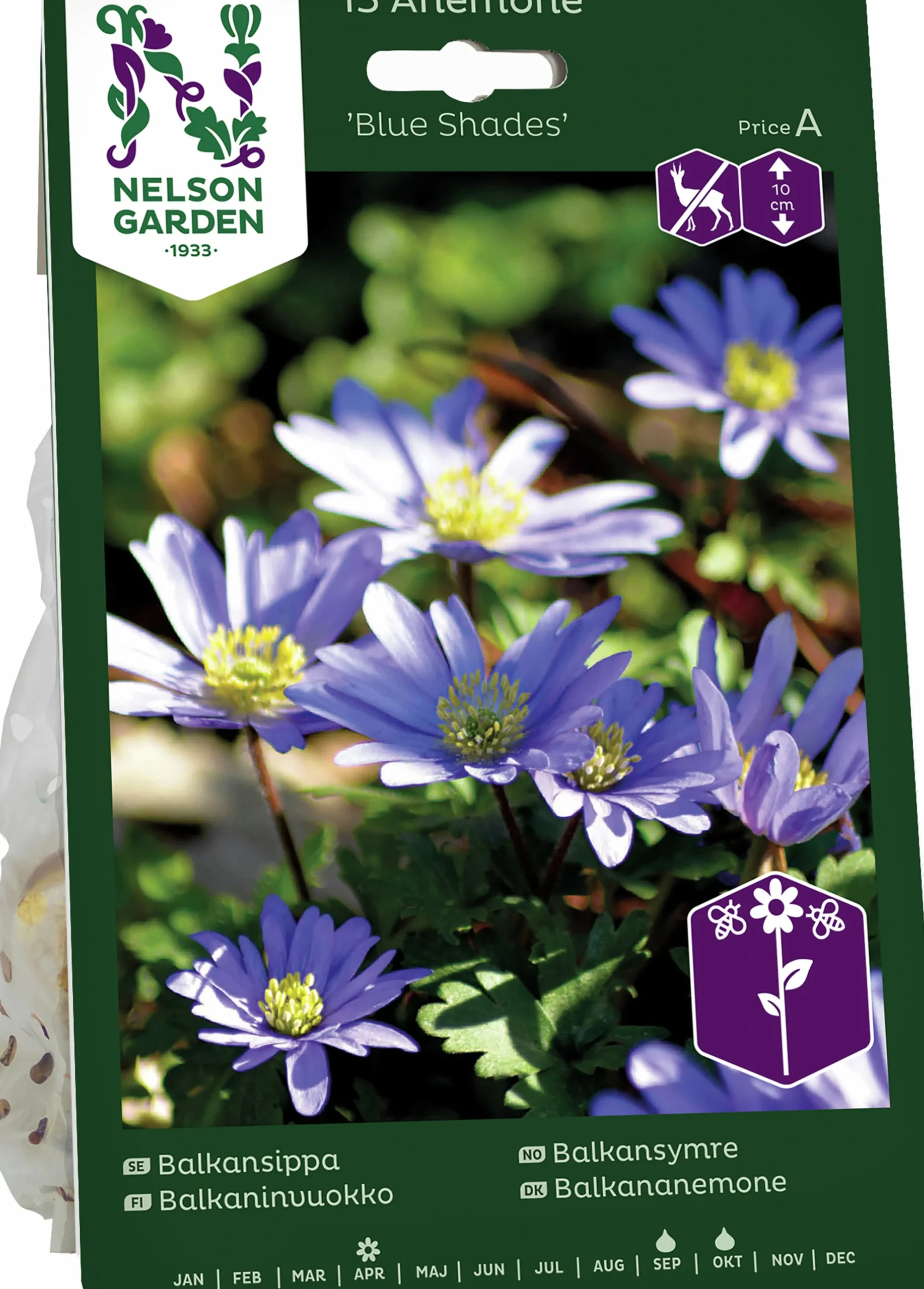 Höstlök Balkansippa Blue Shades>Nelson Garden Hot