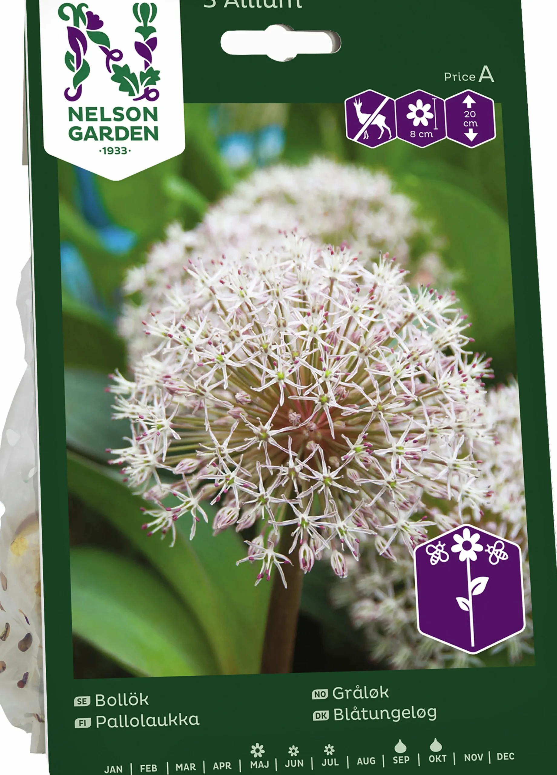 Höstlök Bollök Karataviense>Nelson Garden Best