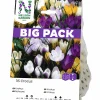 Höstlök Botanisk Krokus Mixfärger BigPack>Nelson Garden Discount