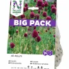 Höstlök Klotlök Violett Big Pack>Nelson Garden