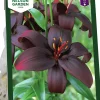 Höstlök Lilja Asiatisk Royal Kiss>Nelson Garden Best