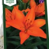 Höstlök Lilja Asiatisk Orange>Nelson Garden Online