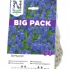 Höstlök Pärlhyacint Armenisk Big Pack Blå>Nelson Garden Sale