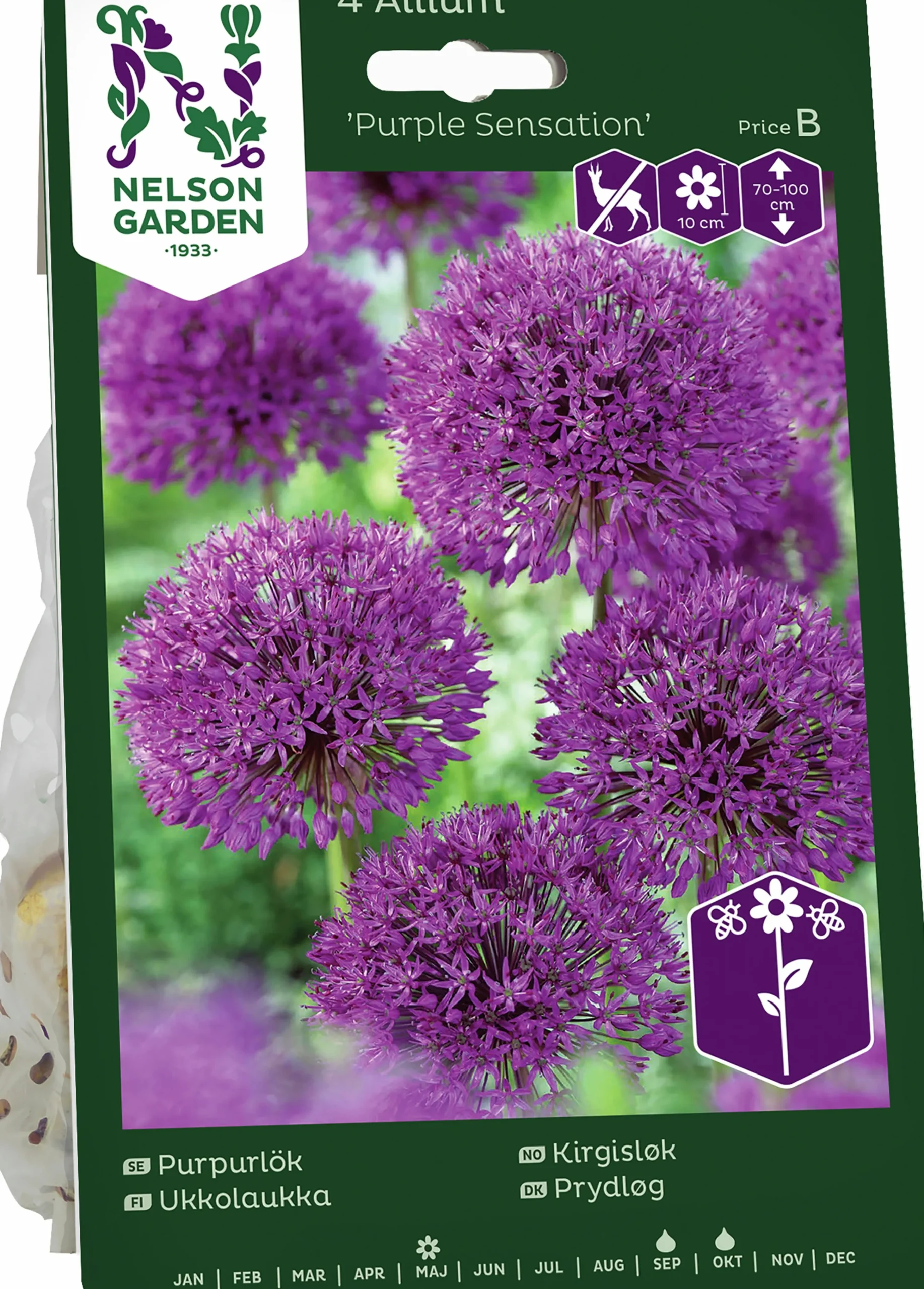 Höstlök Purpurlök Purple Sensation>Nelson Garden Hot