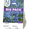 Höstlök Rysk Blåstjärna Big Pack>Nelson Garden