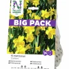 Höstlök Stjärnnarciss Storkrona Carlton XLPack>Nelson Garden Outlet