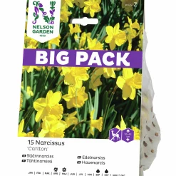Höstlök Stjärnnarciss Storkrona Carlton XLPack>Nelson Garden Outlet