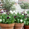 Höstlök Tulpan Fritillaria Lovely Match Chess>Nelson Garden