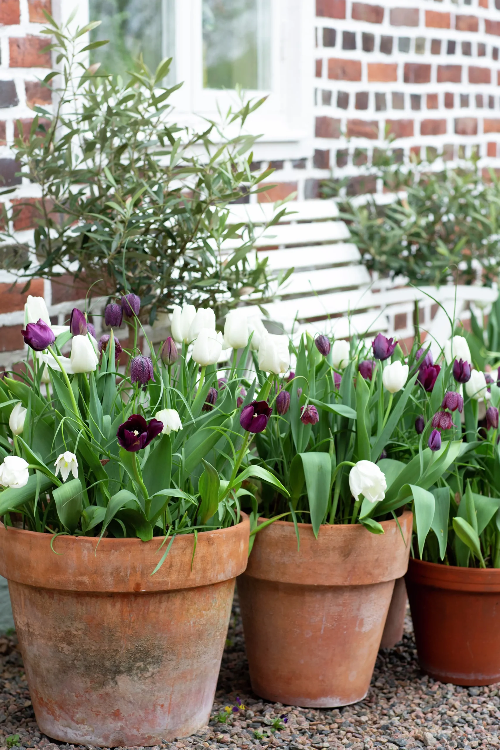 Höstlök Tulpan Fritillaria Lovely Match Chess>Nelson Garden