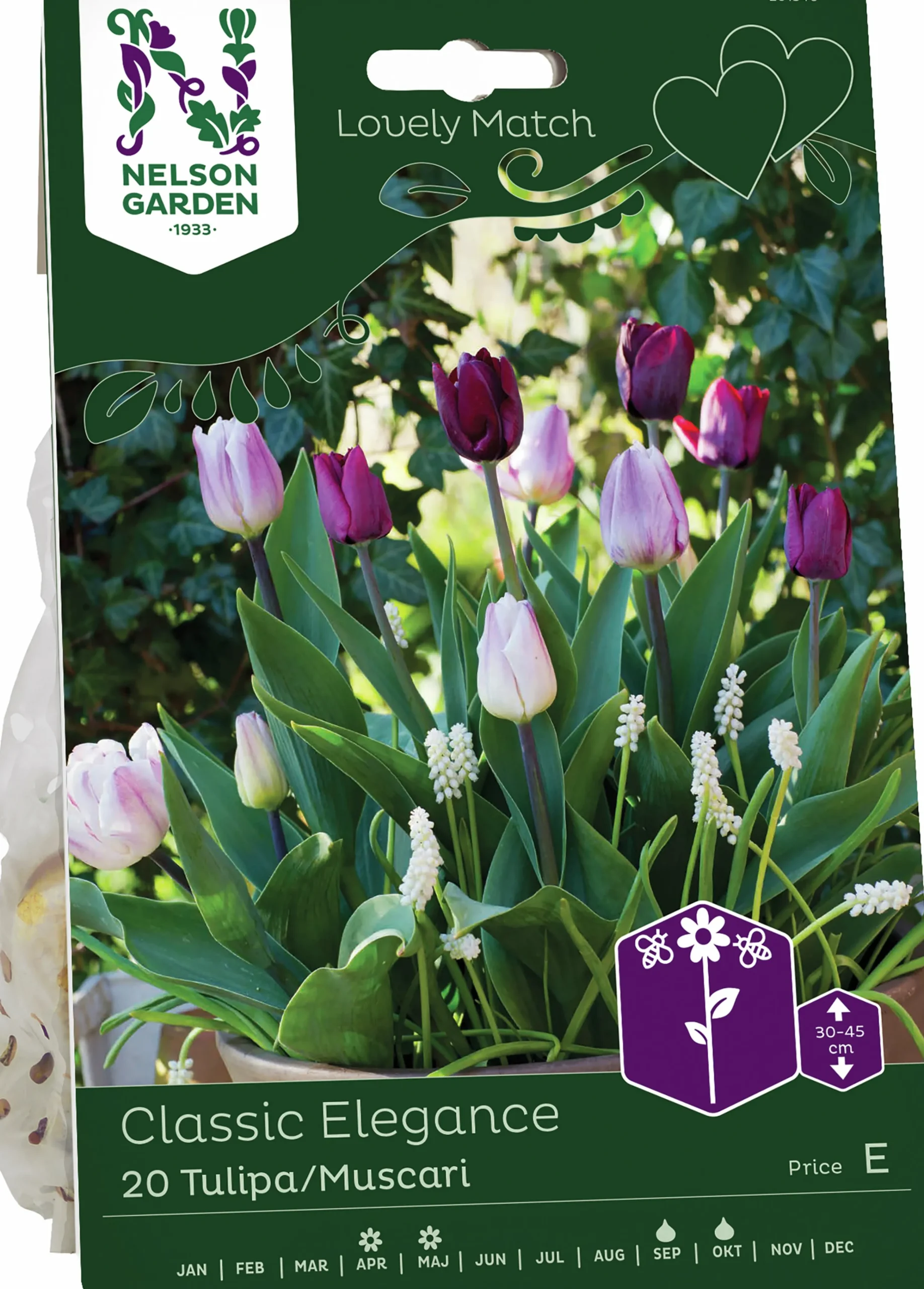 Höstlök Tulpan Muscari Classic>Nelson Garden Sale