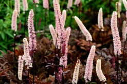 Höstsilverax 'Brunette'>Omnia garden