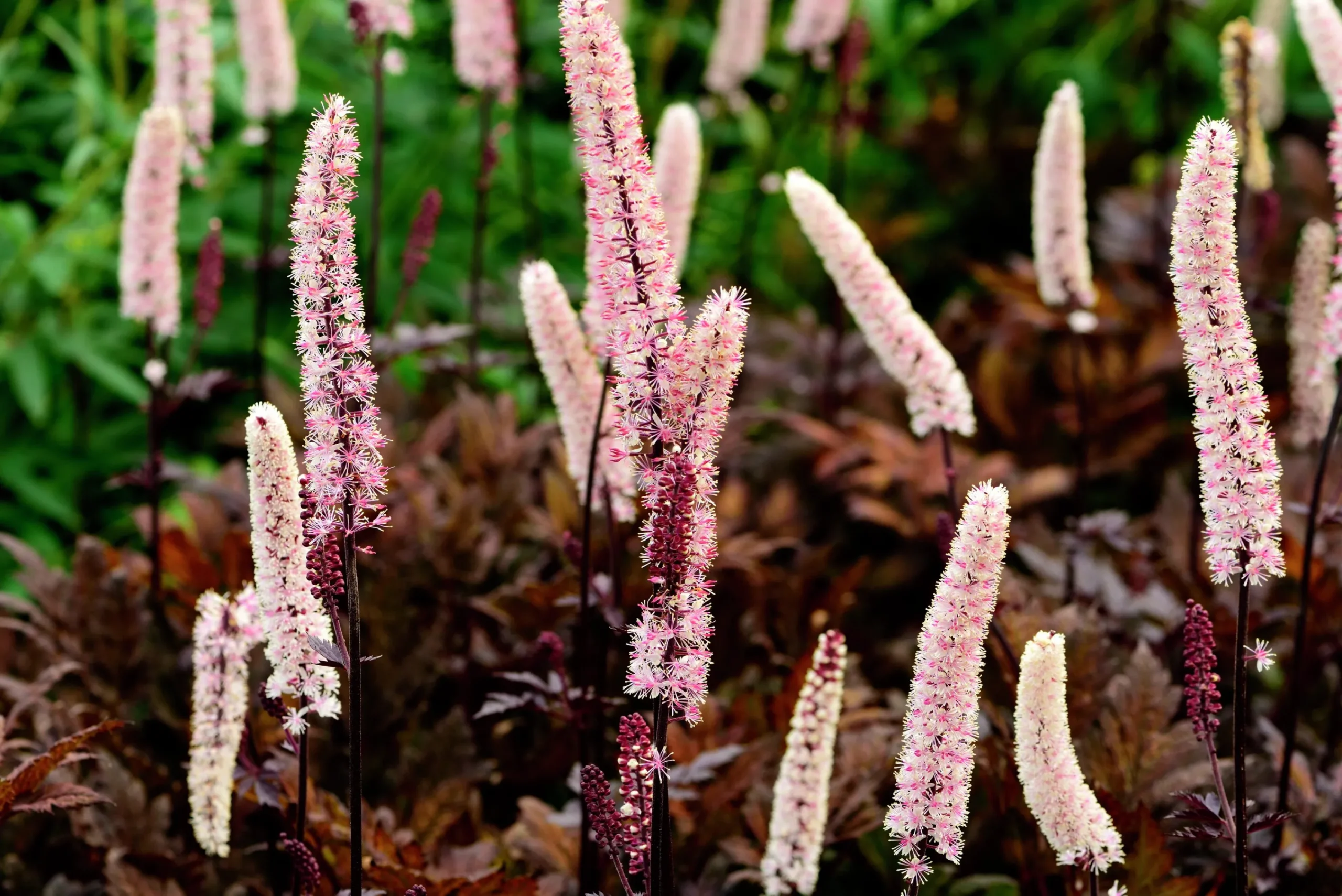 Höstsilverax 'Brunette'>Omnia garden
